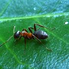 *~ Braunschwarze Rossameise (Camponotus ligniperdus)