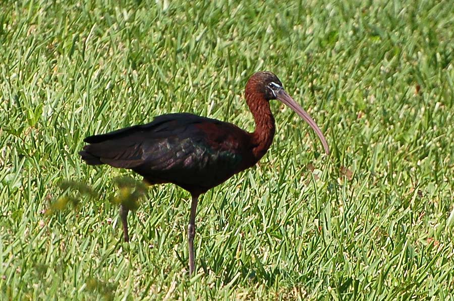 Braunsichler - Glossy Ibis (Plegadis falcinellus) ...