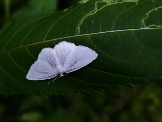 Braunstirn- oder Weißstirn-Weißspanner
