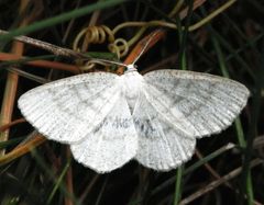 Braunstirn-Weißspanner (Cabera exanthemata)