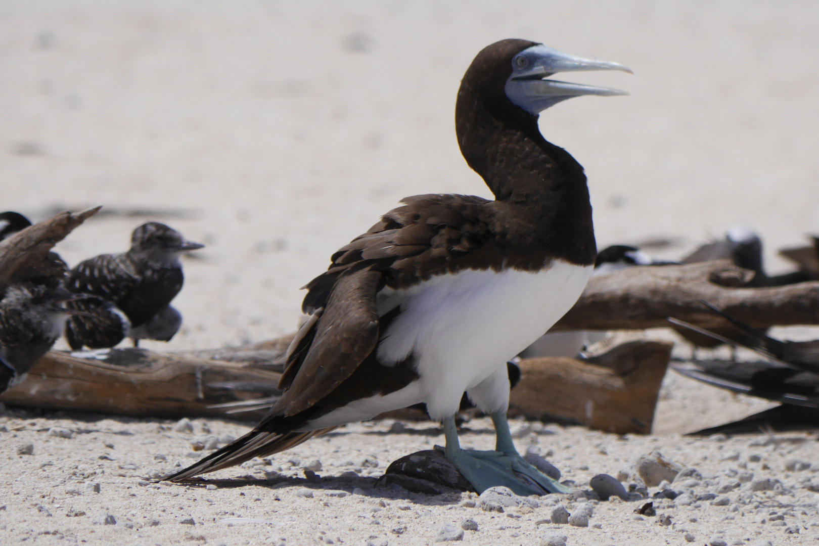 Brauntölpel  -  Brown Booby