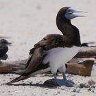 Brauntölpel  -  Brown Booby