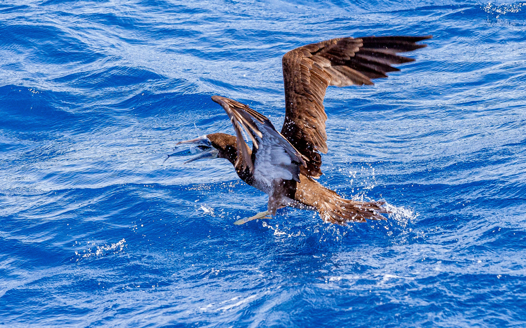 Brauntölpel fängt fliegenden Fisch