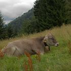 Braunvieh im Allgäu bei Oberstaufen