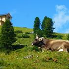 Braunvieh Kuh vor dem Königshaus von Ludwig dem II. am Schachen im Wetterstein Gebirge