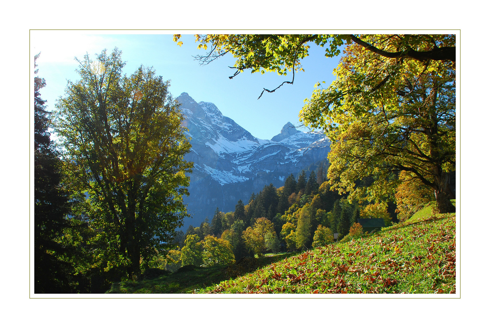 Braunwald