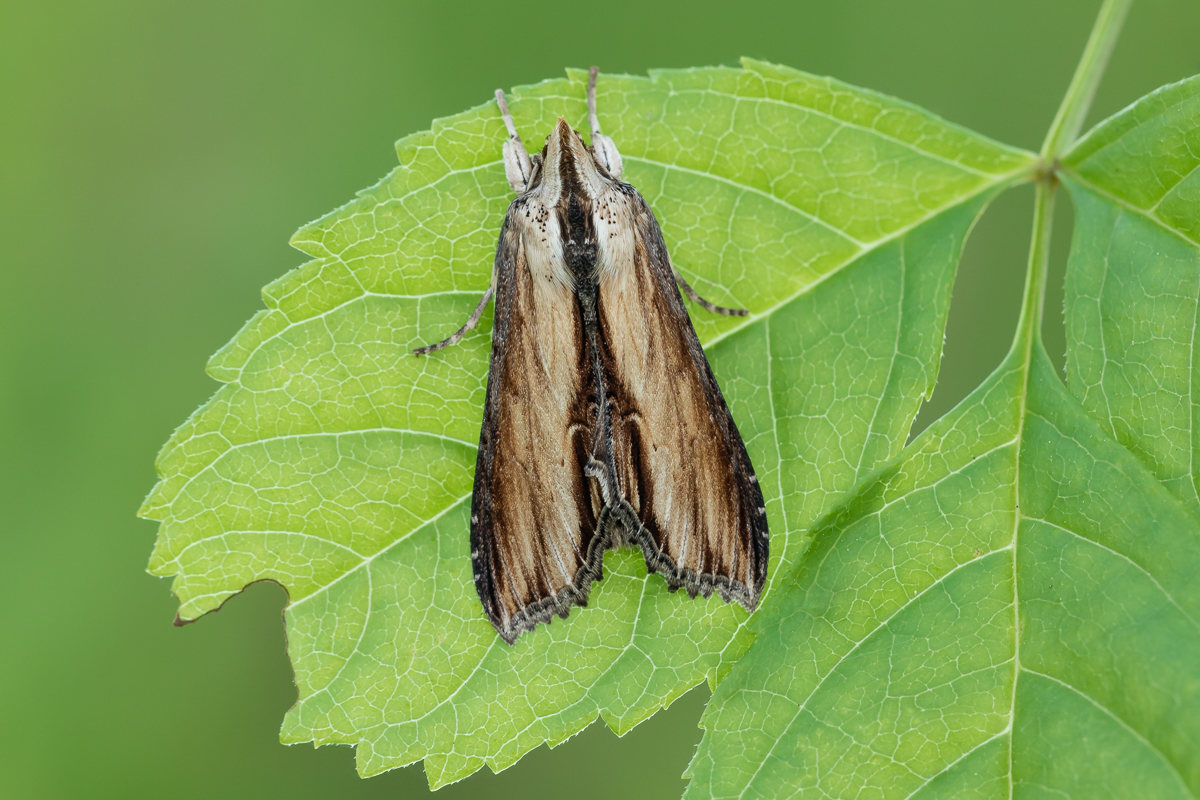 Braunwurz-Mönch (Cucullia scrophulariae)