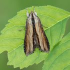 Braunwurz-Mönch (Cucullia scrophulariae)