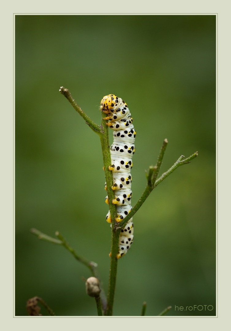 Braunwurz-Mönch (Shargacucullia scrophulariae)