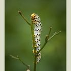 Braunwurz-Mönch (Shargacucullia scrophulariae)