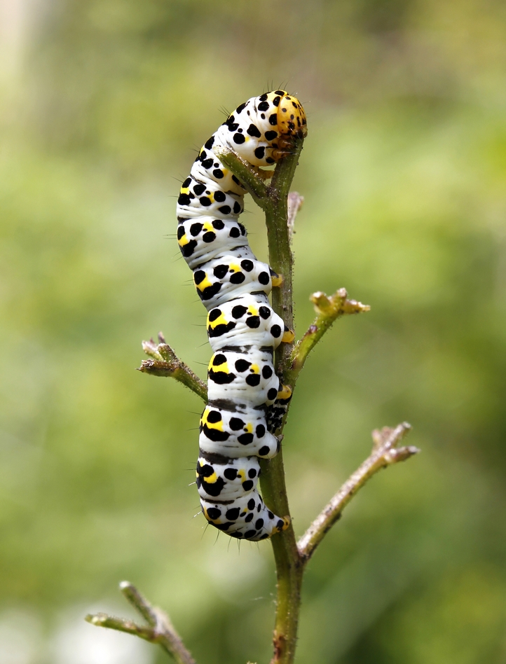 Braunwurz-Mönch (Shargacucullia scrophulariae)