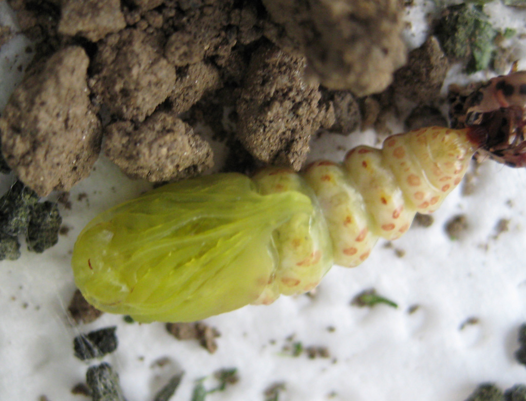 Braunwurzmönch - Shargacucullia scrophulariae ?