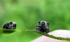 Braunwurzschaber.......Cionus scrophulariae