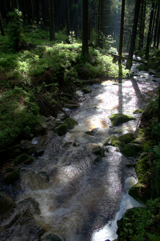 Brausende "Kalte Bode" im Morgendunst