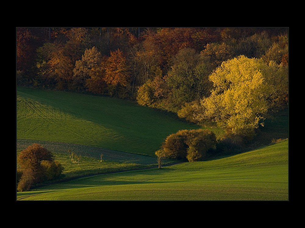 Brausender Orgelklang des Herbstes...- oder: Herbst-Schwung...