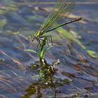 Braut in smaragdgrünem Gewand. Calopteryx splendens (gebänderte Prachtlibelle)