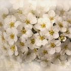 Braut-Spiere ~ Spiraea arguta...