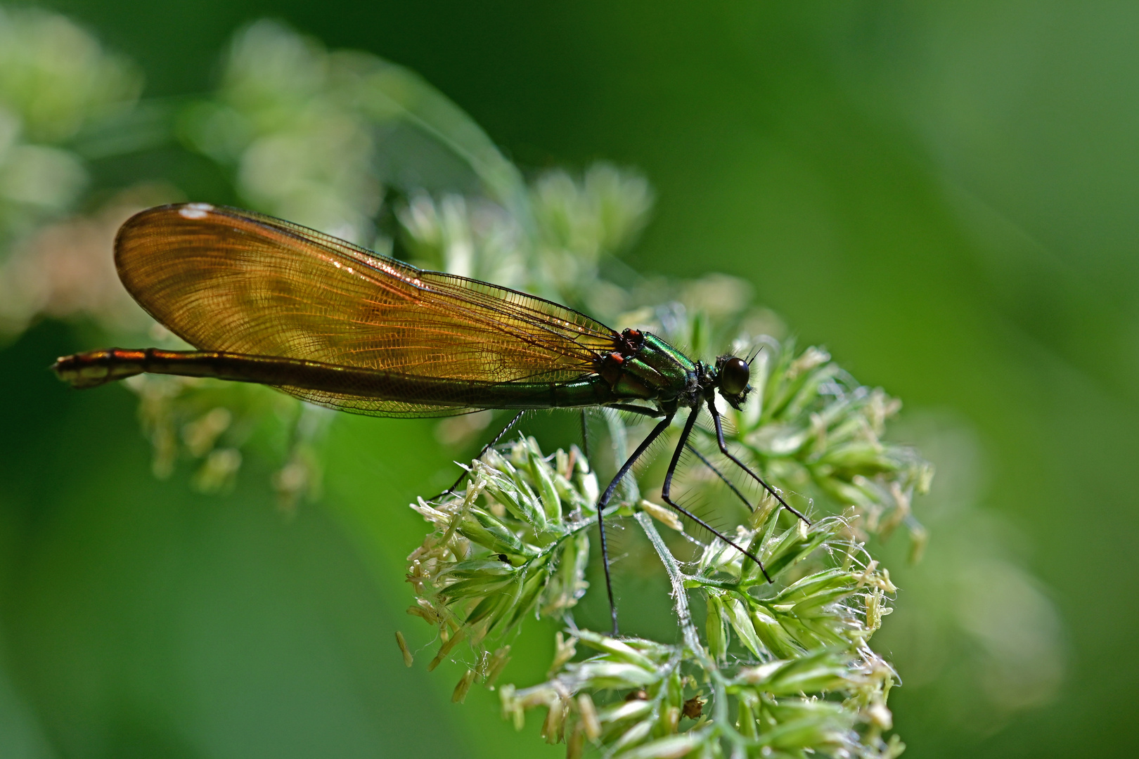 Braut sucht Bräutigam: Blauflügel-Prachtlibelle (Calopteryx virgo)