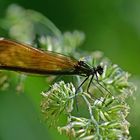 Braut sucht Bräutigam: Blauflügel-Prachtlibelle (Calopteryx virgo)