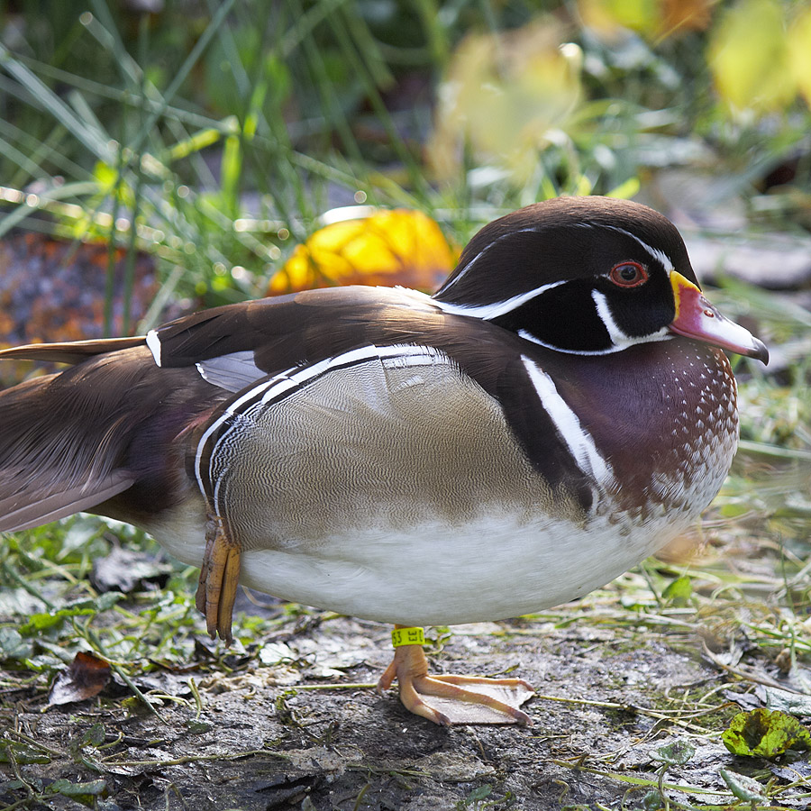 Brautente Foto & Bild tiere, zoo, wildpark & falknerei, vögel Bilder