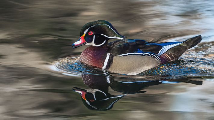  Brautente (Aix sponsa)