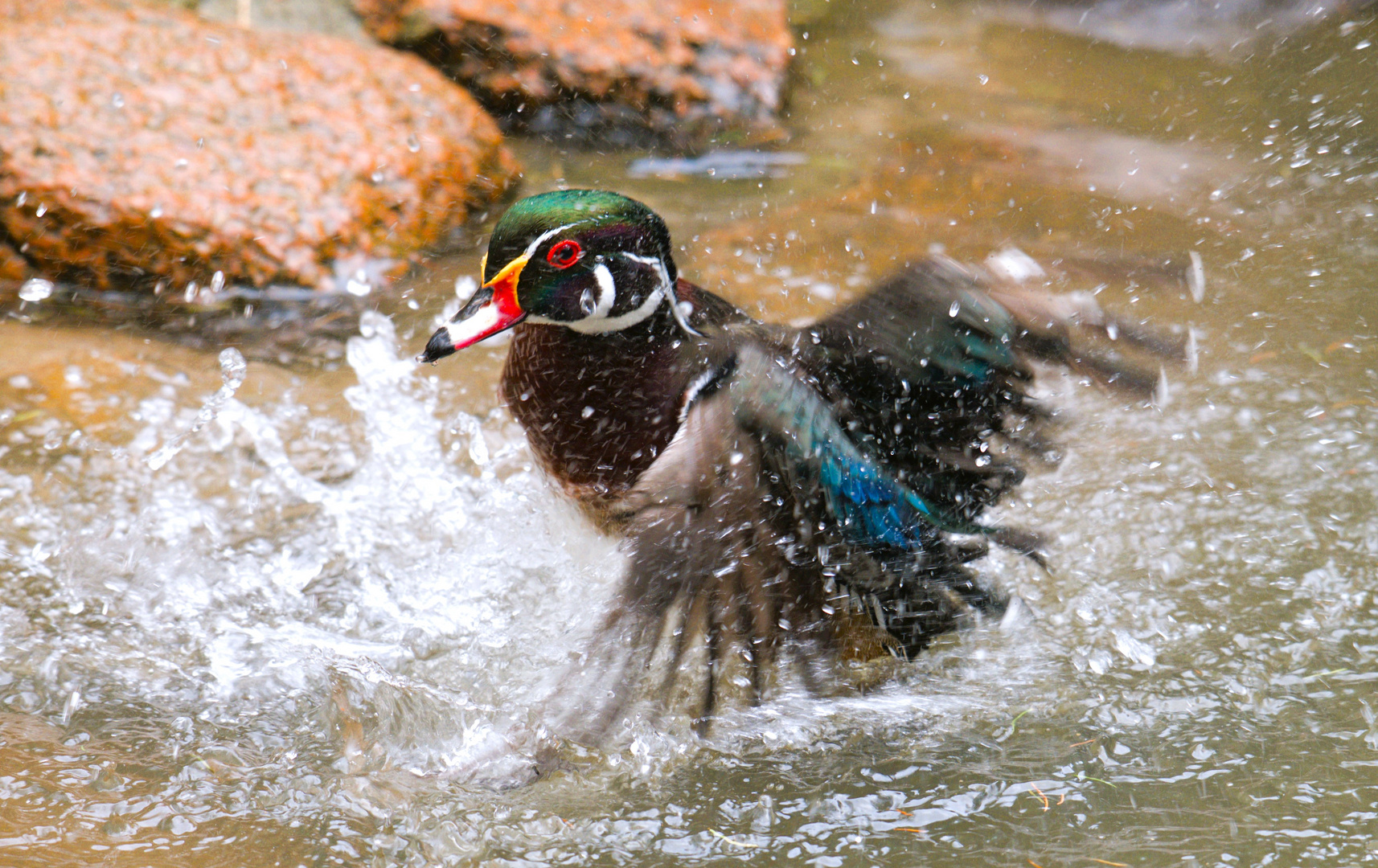 Brautente beim Vollbad