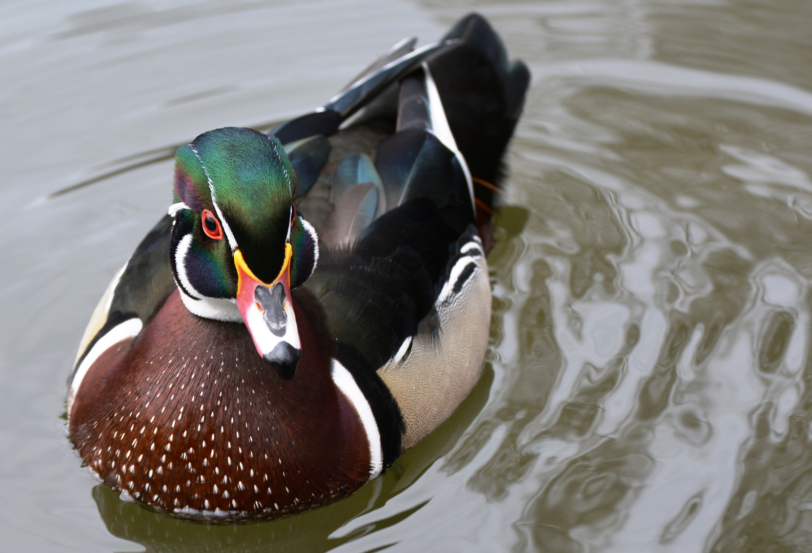 Brautente / Carolina Duck