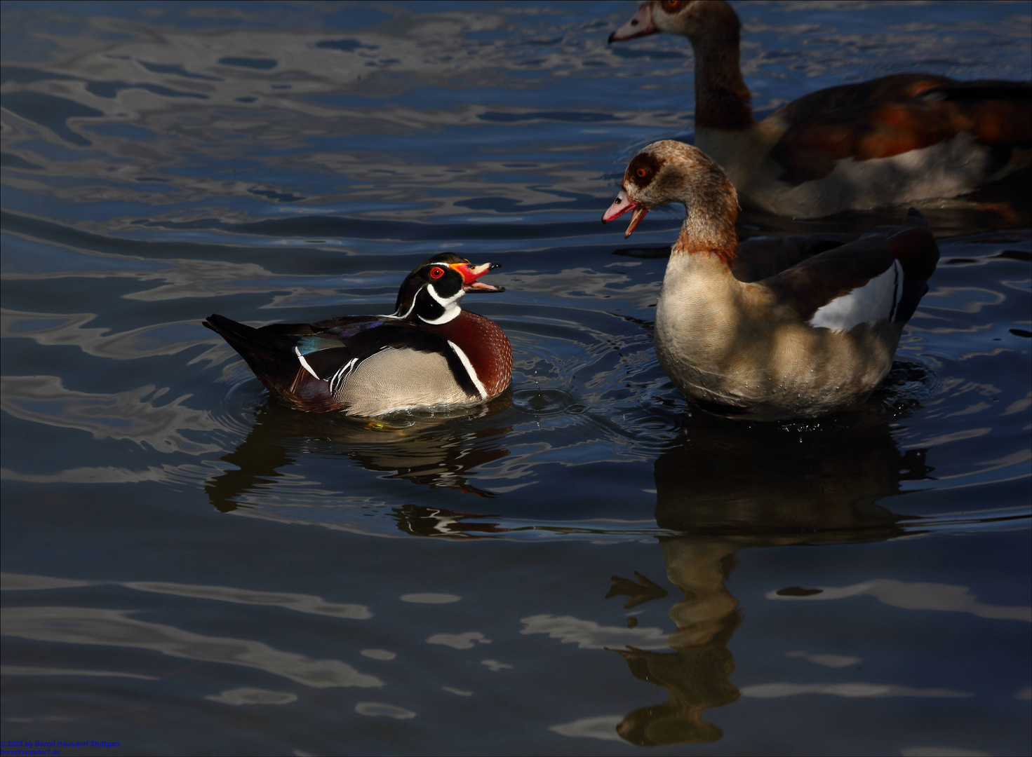 Brautente im Gespräch mit Afrikanischer Nilgans