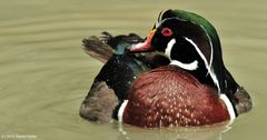 Brautente im Zoo Hellabrunn