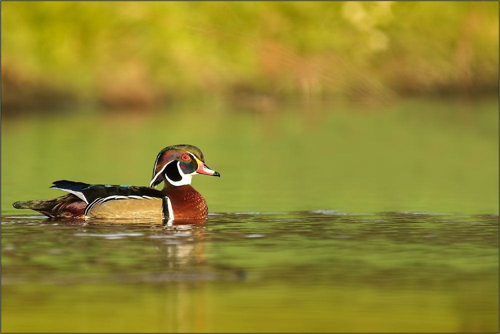 Brautenten-Erpel im Prachtkleid .(Wildlife)