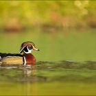 Brautenten-Erpel im Prachtkleid .(Wildlife)