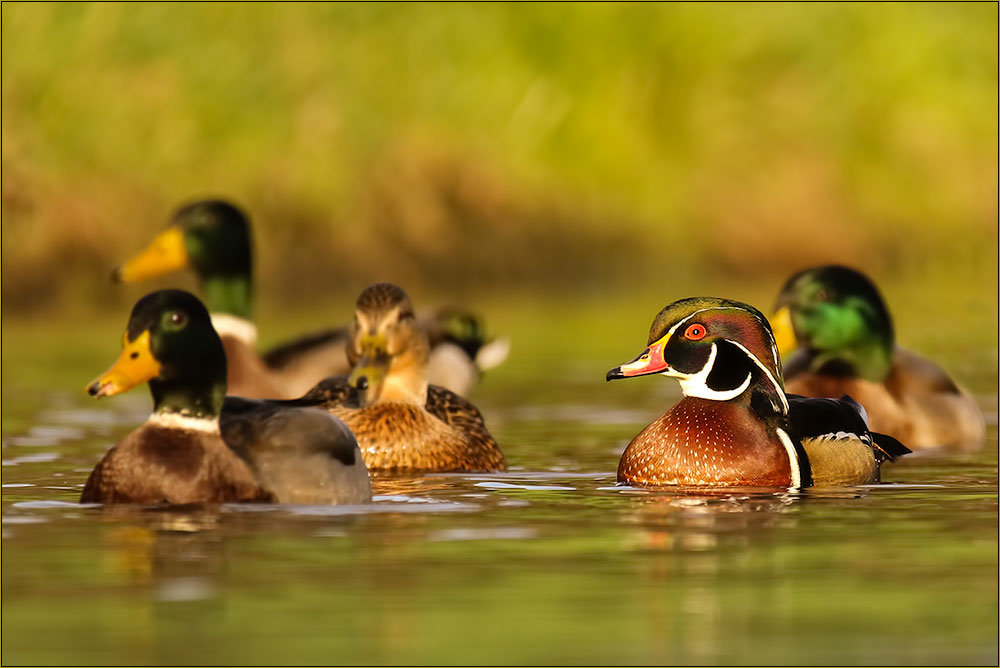 Brautenten-Erpel im Prachtkleid (Wildlife)