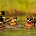 Brautenten-Erpel im Prachtkleid (Wildlife)