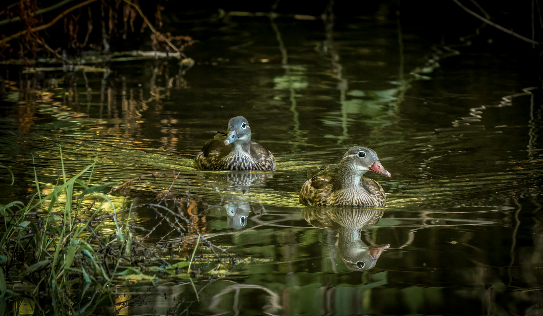 "BRAUTENTEN"  (ISO 5000)