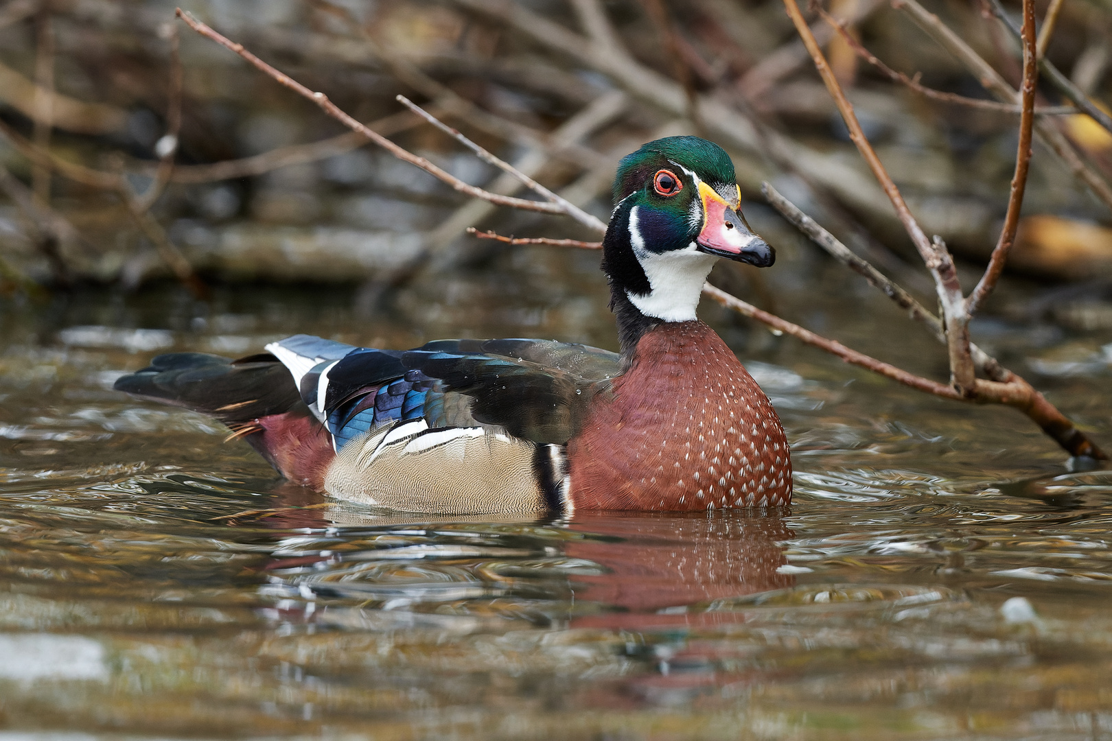 Brautenten Männchen