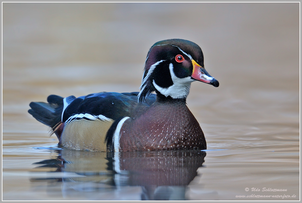 Brautentenerpel (wildlife)