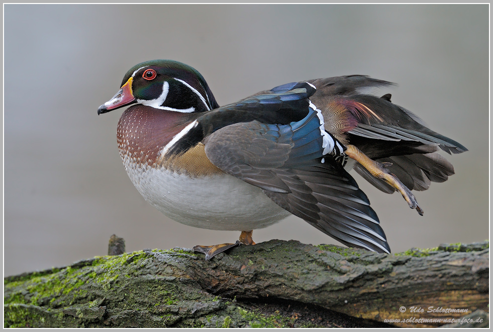 Brautentenerpel (wildlife, Naturdokument)