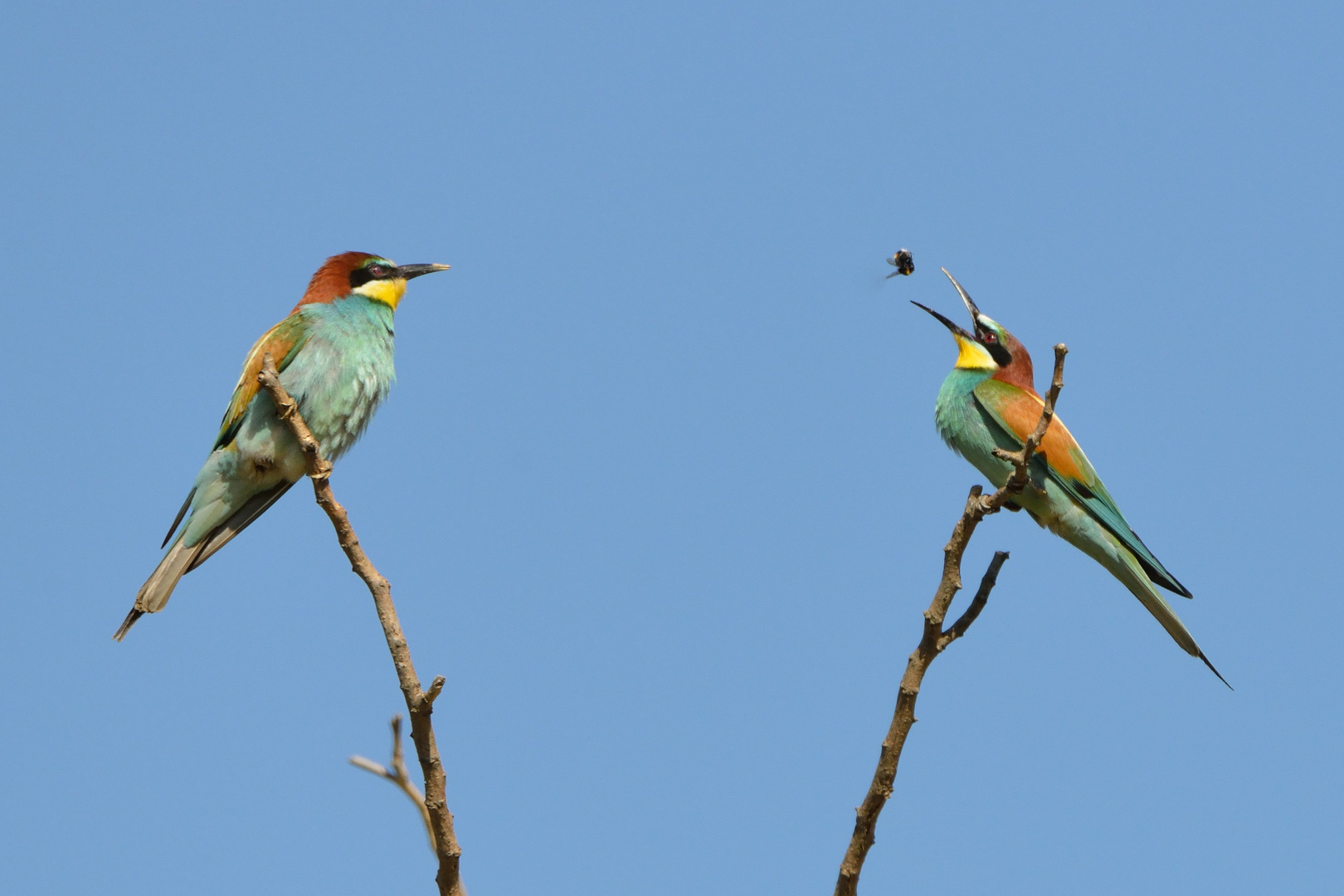 Brautgeschenk | Bienenfresser (Merops apiaster)