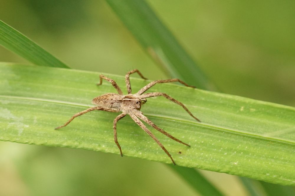 Brautgeschenkspinne