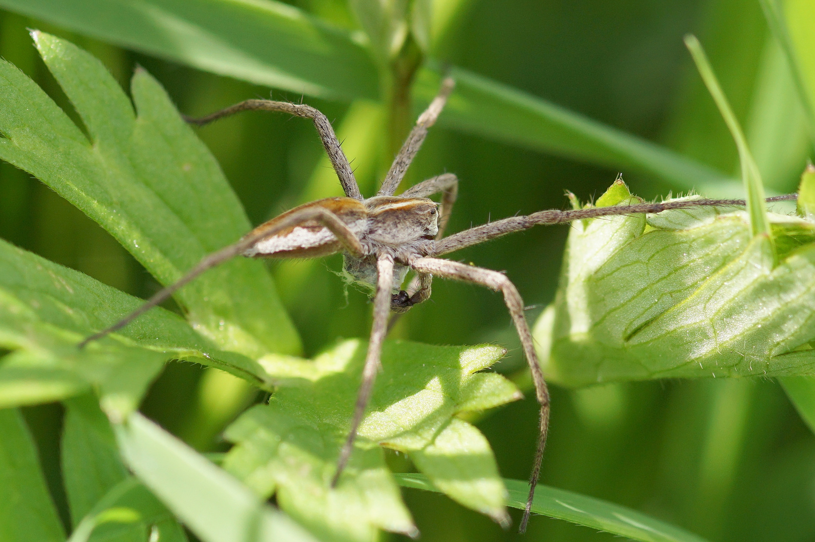 Brautgeschenkspinne