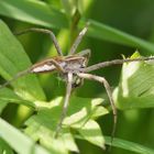 Brautgeschenkspinne