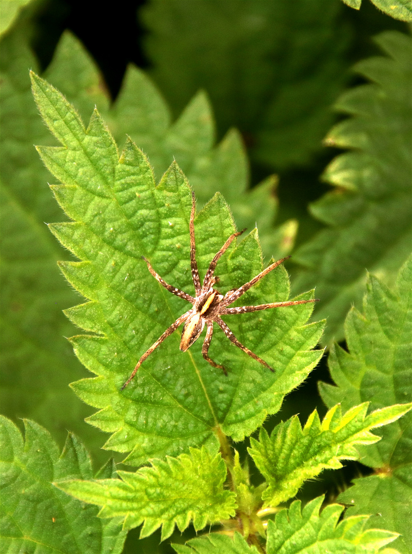 Brautgeschenkspinne