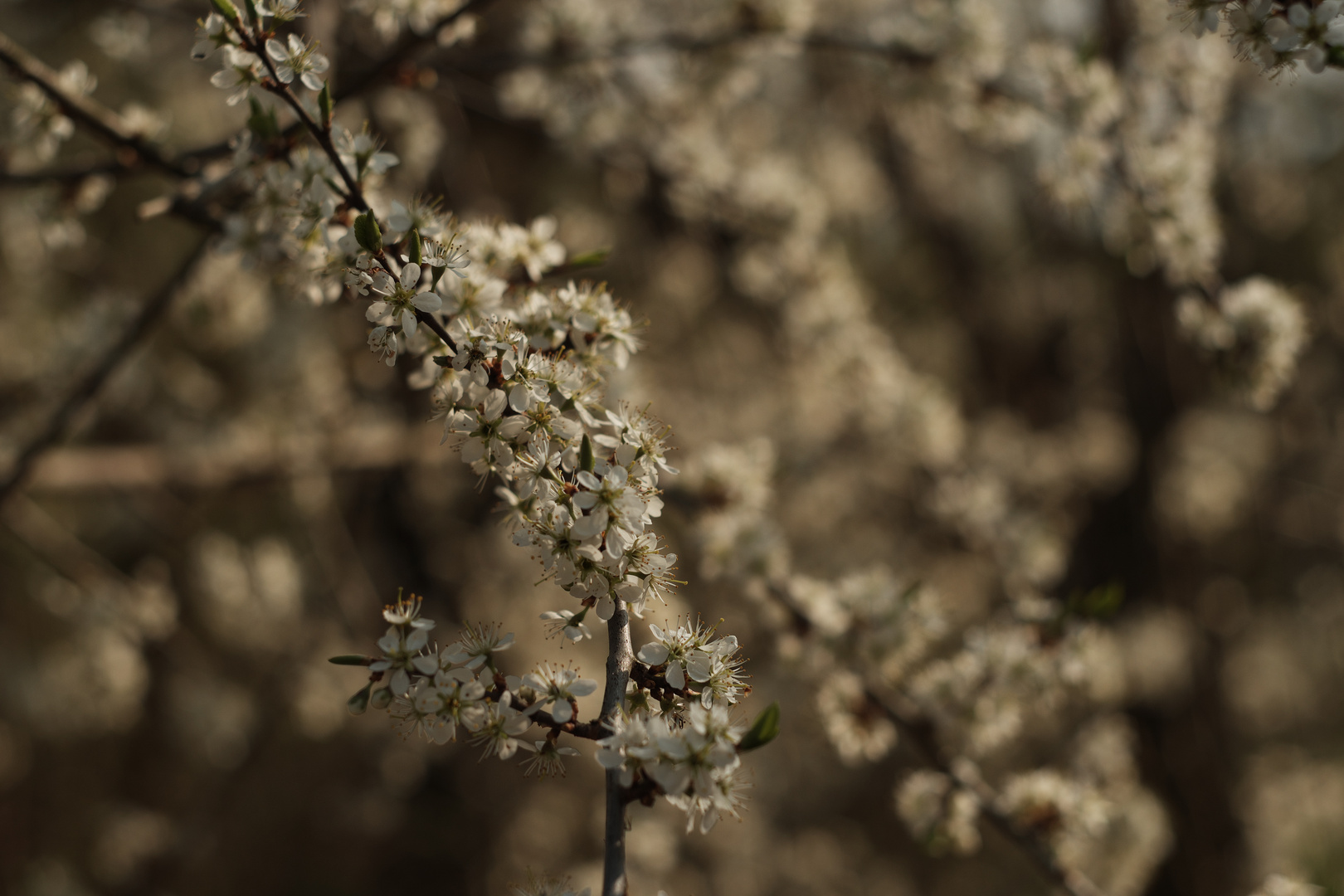 Brautkleid der Natur