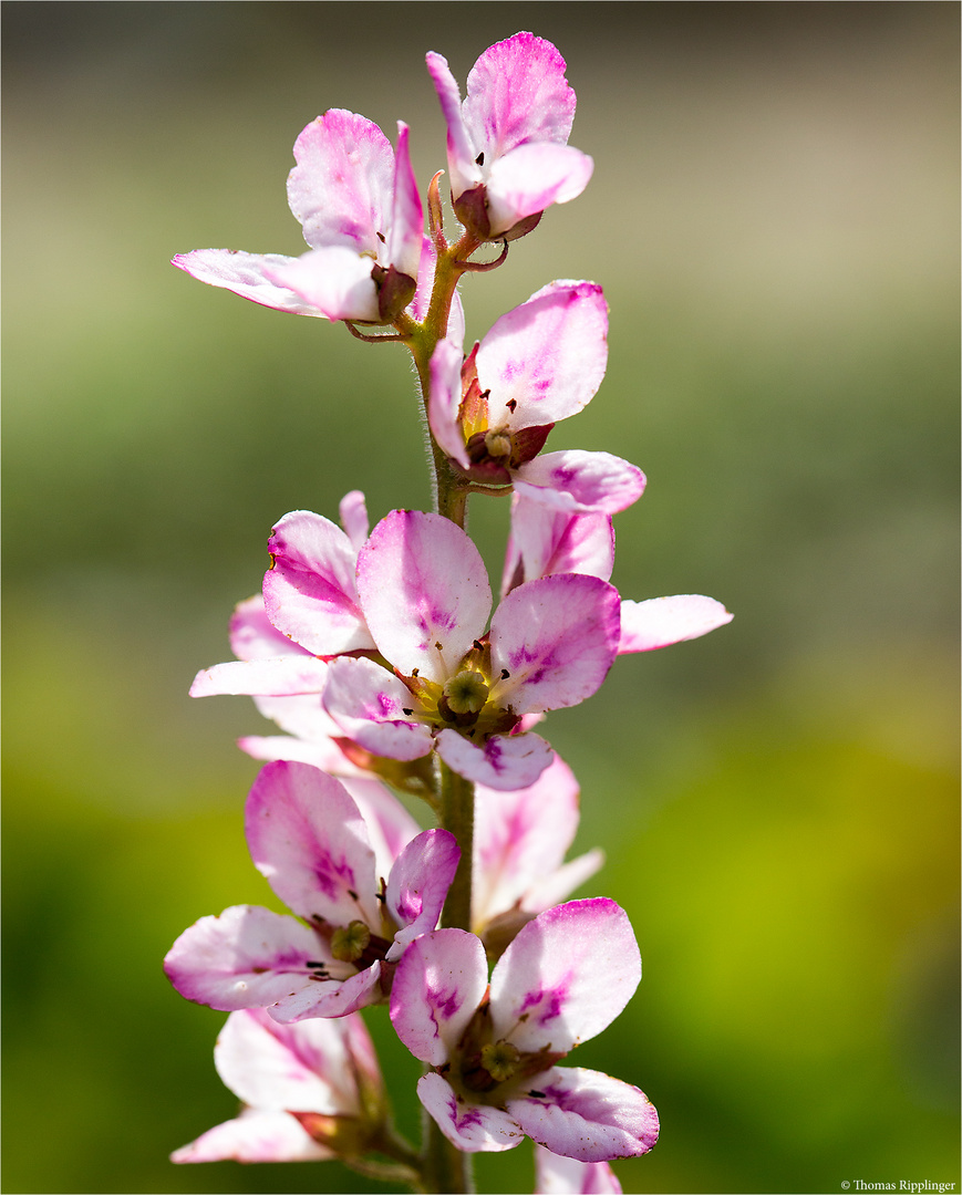 Brautkranz (Frabcoa sonchifolia)..