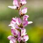 Brautkranz (Frabcoa sonchifolia)..