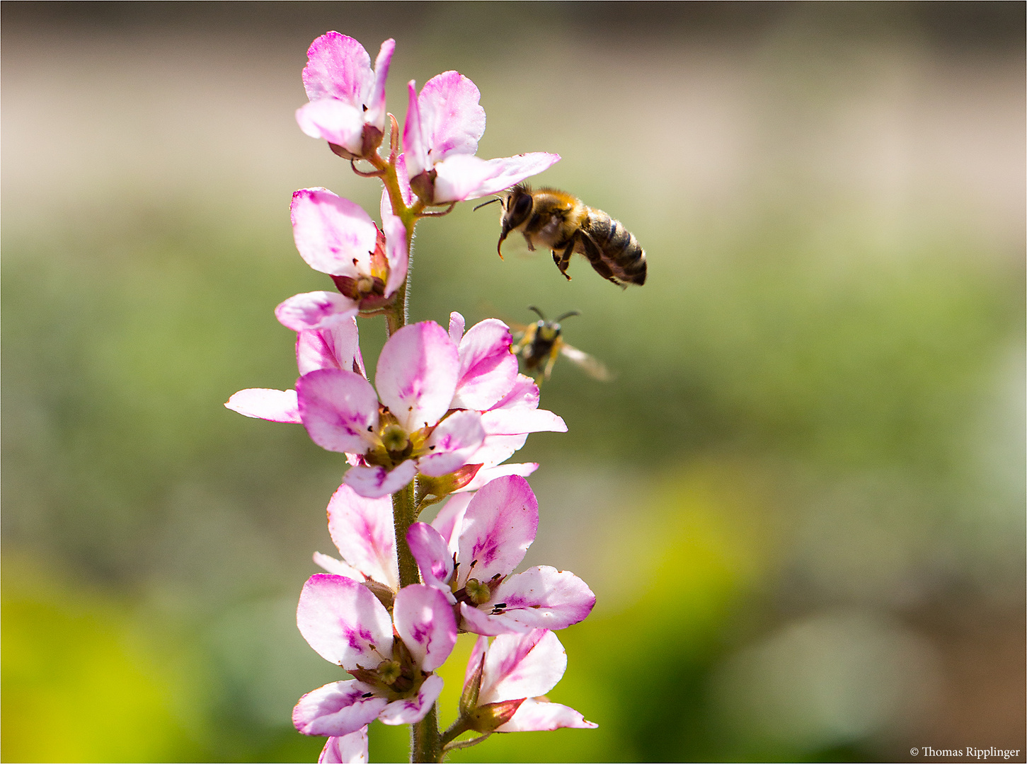 Brautkranz (Frabcoa sonchifolia)