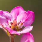 Brautkranz (Frabcoa sonchifolia)....