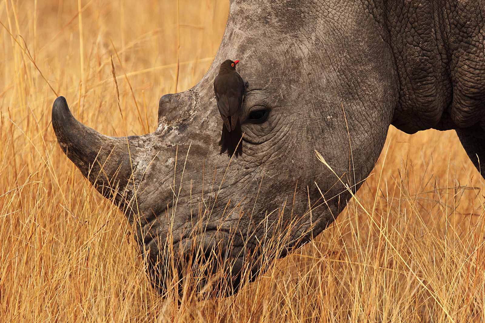 Brautmaulnashorn...