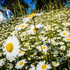 Brautpaar im Blumenmeer bei einer Hochzeit auf Burg Stargard