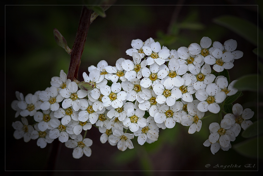 Brautspiere - kleine, feine, weiße Blüten....